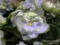dimetris.com.ua:альбомы:мячик:reflections_of_spring.jpg