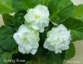 dimetris.com.ua:альбомы:мячик:spring_rose.jpg
