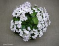 dimetris.com.ua:альбомы:мячик:white_robi.jpg