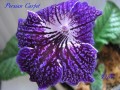 dimetris.com.ua:альбомы:натальяд:стрептокарпус_persian_carpet.jpg