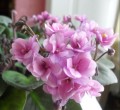 dimetris.com.ua:альбомы:одуванчик:rondita_2.jpg