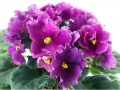 dimetris.com.ua:альбомы:оля_манейчик:бархатная_фантазия_б.jpg