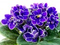 dimetris.com.ua:альбомы:оля_манейчик:ек-роза_арктики_б.jpg