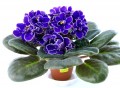 dimetris.com.ua:альбомы:оля_манейчик:ек-роза_арктики_р.jpg