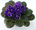 dimetris.com.ua:альбомы:оля_манейчик:ек-роза_арктики_р1.jpg