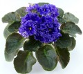 dimetris.com.ua:альбомы:оля_манейчик:ек-синий_иней_р.jpg