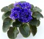 dimetris.com.ua:альбомы:оля_манейчик:ек-синий_иней_р.jpg