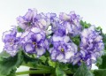 dimetris.com.ua:альбомы:оля_манейчик:ле-выпускница_б1.jpg