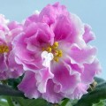 dimetris.com.ua:альбомы:оля_манейчик:рс-гармония_ц.jpg