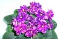 dimetris.com.ua:альбомы:оля_манейчик:стрелец_элит_р.jpg