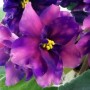 dimetris.com.ua:альбомы:оля_манейчик:стрелец_элит_ц.jpg