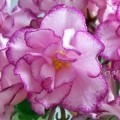 dimetris.com.ua:альбомы:оля_манейчик:ян-менуэт_ц.jpg