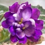 dimetris.com.ua:альбомы:оля_манейчик:buckeye_butterflies_ц.jpg