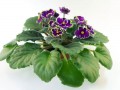 dimetris.com.ua:альбомы:оля_манейчик:emerald_lace_р.jpg