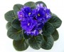 dimetris.com.ua:альбомы:оля_манейчик:evening_splendor_р.jpg