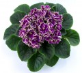 dimetris.com.ua:альбомы:оля_манейчик:jeanette_р.jpg