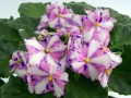 dimetris.com.ua:альбомы:оля_манейчик:kilauea_б.jpg