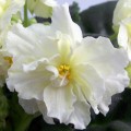dimetris.com.ua:альбомы:оля_манейчик:lemon_kisses_ц.jpg