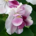 dimetris.com.ua:альбомы:оля_манейчик:macs_southern_springtime_ц.jpg