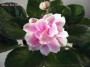 dimetris.com.ua:альбомы:оля_манейчик:music_box_dancer_1.jpg
