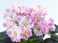 dimetris.com.ua:альбомы:оля_манейчик:pink_pearls_б.jpg
