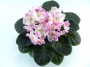 dimetris.com.ua:альбомы:оля_манейчик:pink_pearls_р1.jpg