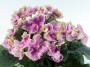 dimetris.com.ua:альбомы:оля_манейчик:rosie_ruffles_б.jpg