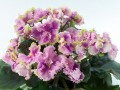 dimetris.com.ua:альбомы:оля_манейчик:rosie_ruffles_б.jpg