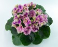 dimetris.com.ua:альбомы:оля_манейчик:rosie_ruffles_р.jpg
