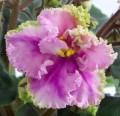 dimetris.com.ua:альбомы:оля_манейчик:rosie_ruffles_ц.jpg