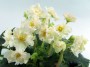 dimetris.com.ua:альбомы:оля_манейчик:sunkissed_rose_б1.jpg