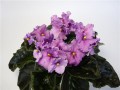 dimetris.com.ua:альбомы:повзрослевшая:anne_moffet.jpg