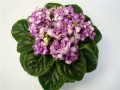 dimetris.com.ua:альбомы:повзрослевшая:jeanette_спорт.jpg