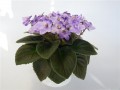 dimetris.com.ua:альбомы:повзрослевшая:optimara_trinidad.jpg