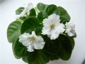 dimetris.com.ua:альбомы:повзрослевшая:spring_promise.jpg