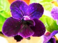 dimetris.com.ua:альбомы:рыбешка:стрептокарпус_black_gardenia.jpg