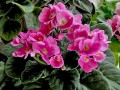 dimetris.com.ua:альбомы:рыбешка:chizu.jpg