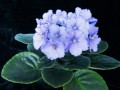 dimetris.com.ua:альбомы:рыбешка:colette.jpg