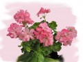 dimetris.com.ua:альбомы:рыбешка:deacon_lilac_mist.jpg