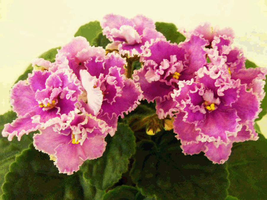 dimetris.com.ua:альбомы:рыбешка:rosie_ruffles.jpg