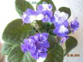 dimetris.com.ua:альбомы:с.натали:ф.valesca_dream.jpg