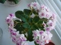 dimetris.com.ua:альбомы:тасик:cupids_arrow.jpg