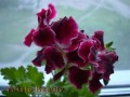 dimetris.com.ua:альбомы:тату:aristo_beauty.jpg