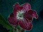 dimetris.com.ua:альбомы:тату:bristols_red_typhoon.jpg