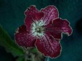 dimetris.com.ua:альбомы:тату:bristols_red_typhoon.jpg