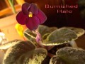 dimetris.com.ua:альбомы:тату:burnished_halo.jpg