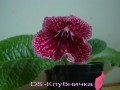 dimetris.com.ua:альбомы:тату:ds_клубничка.jpg