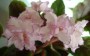 dimetris.com.ua:альбомы:тату:fredettes_sweet_jenny.jpg