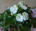 dimetris.com.ua:альбомы:тату:iris_flirt.jpg