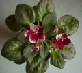 dimetris.com.ua:альбомы:тату:macs_southern_springtime.jpg